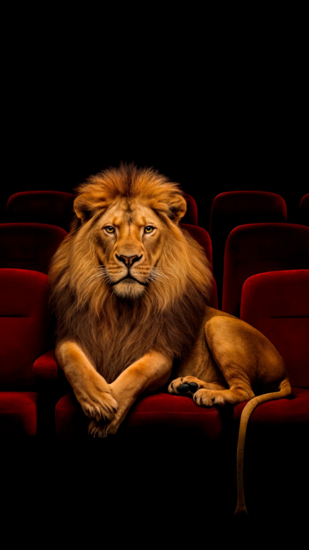 Leeuw in een cinemazaal